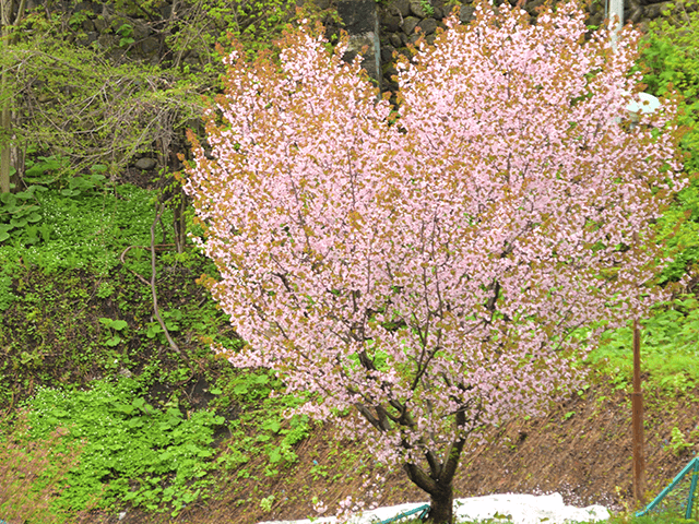 大黒屋裏のハートの桜